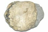 Rare, Oligocene Fossil Raninid Crab - Washington State #349499-2